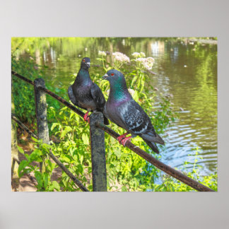 Póster Dos Palomas. Lago Roath Park, Cardiff, Gales