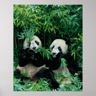 Póster Dos pandas comiendo bambú juntos, Wolong