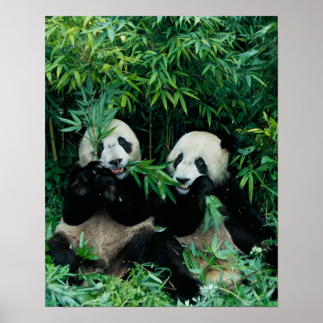 Póster Dos pandas comiendo bambú juntos, Wolong (Frente)