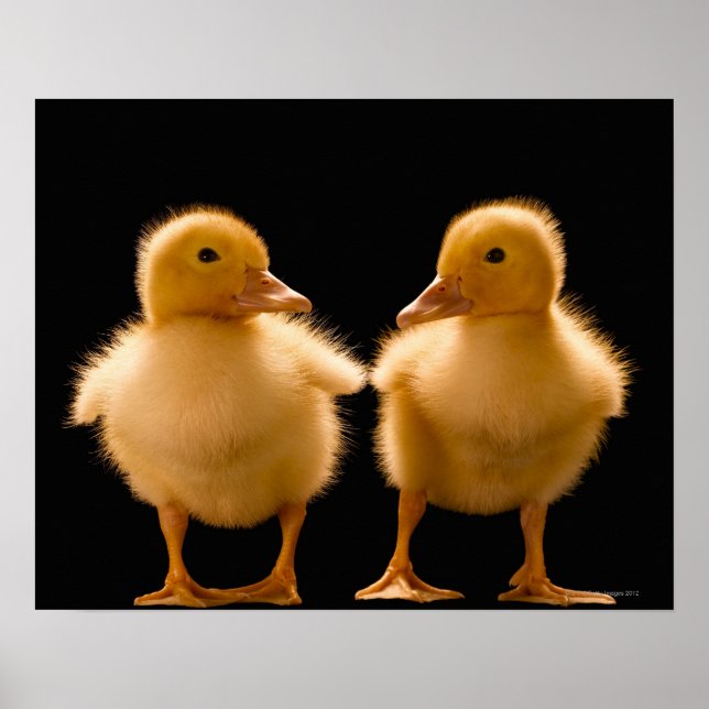 Póster Dos patitos mirándose unos a otros (Frente)