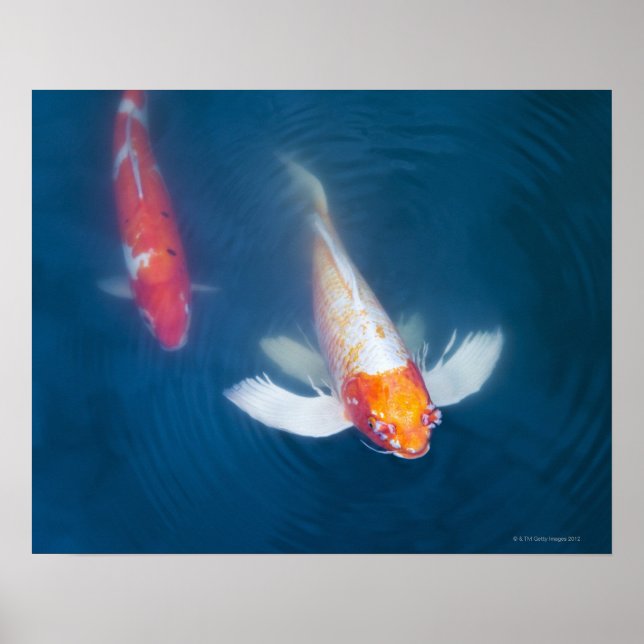 Póster Dos peces koi japoneses en un estanque (Frente)