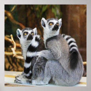 Póster Dos pequeños lemures