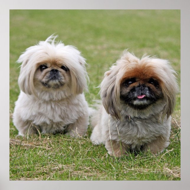 Póster Dos Pequeños Pekingeses (Frente)