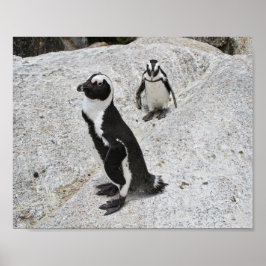 Póster Dos pingüinos africanos en la playa de Boulders, S