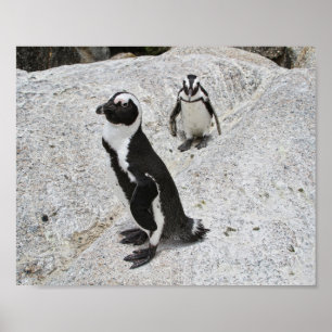 Póster Dos pingüinos africanos en la playa de Boulders, S