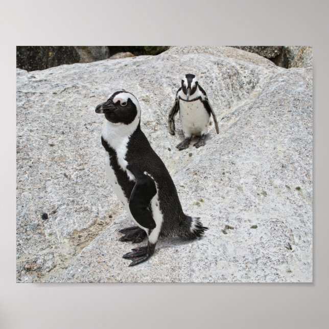 Póster Dos pingüinos africanos en la playa de Boulders, S (Frente)