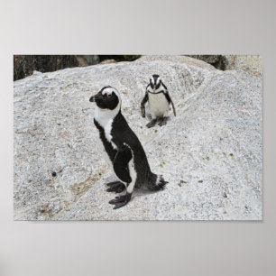 Póster Dos pingüinos africanos en la playa de Boulders, S