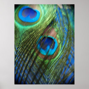 Póster Dos plumas de pavo real azul