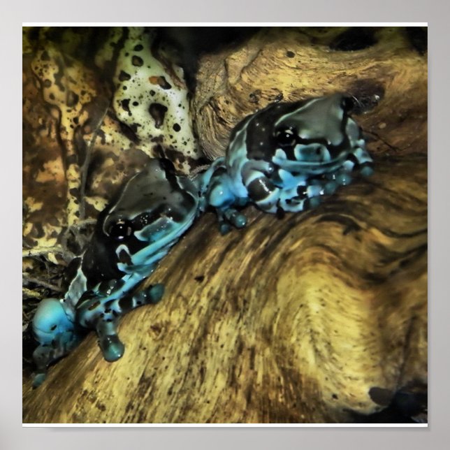 Póster dos ranas imprimiendo (Frente)