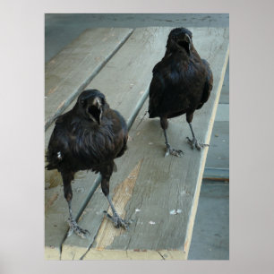 Póster Dos Ravens asando en un banco Poster exterior