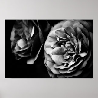Póster dos rosas