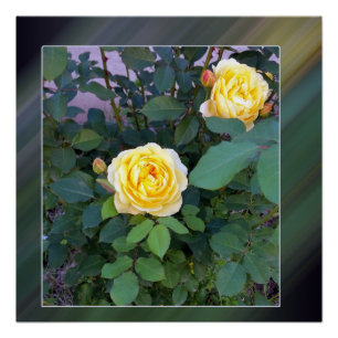 Póster dos rosas amarillas