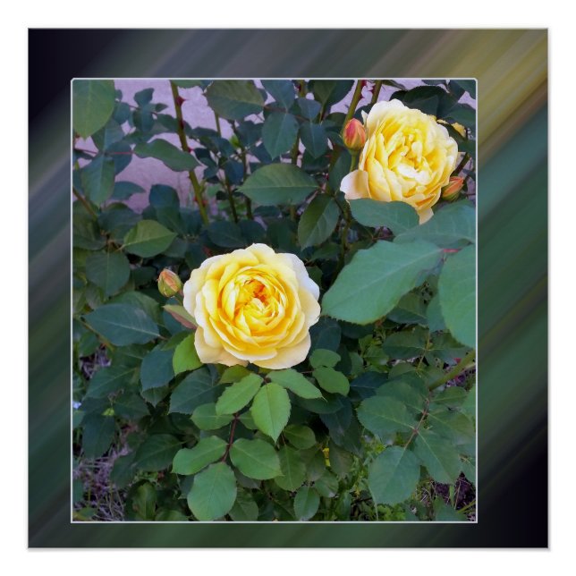 Póster dos rosas amarillas (Anverso)