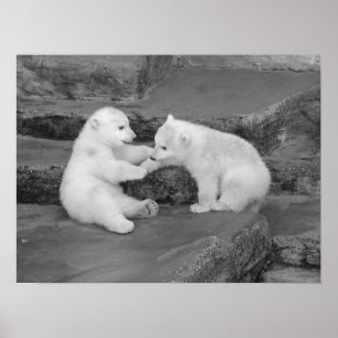Póster Dos tazas polares de oso