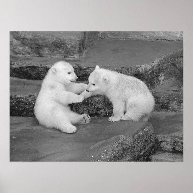 Póster Dos tazas polares de oso (Frente)