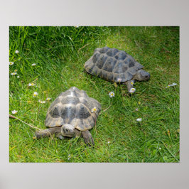 Póster Dos tortugas corren a través de la hierba verde