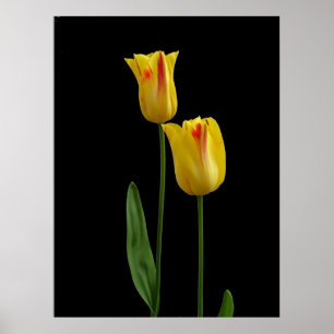 Póster Dos tulipanes amarillos