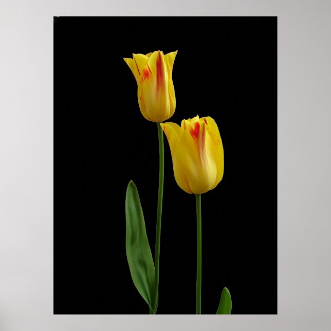 Póster Dos tulipanes amarillos (Frente)