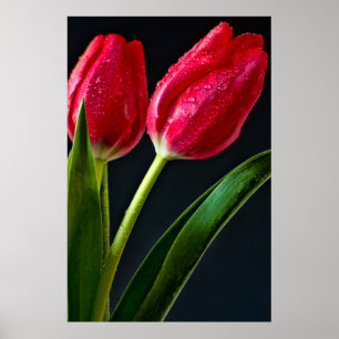 Póster Dos tulipanos