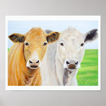 Dos vacas para Oklahoma 11 x 14 Imprimir