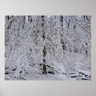 Póster Doscubierta de abedul nevado