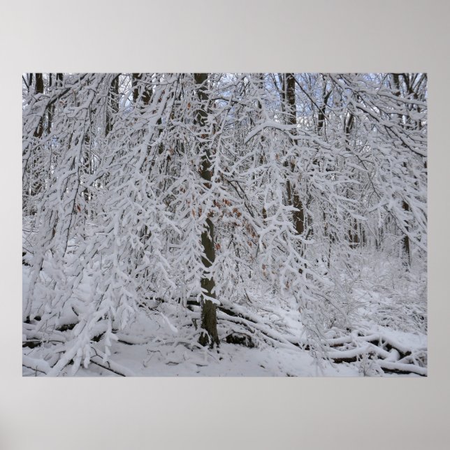 Póster Doscubierta de abedul nevado (Frente)