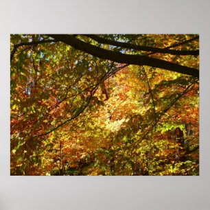 Póster Doscubierta de Hojas de Otoño I Naturaleza de Otoñ