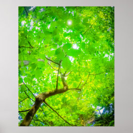 Póster Doscubierta Verde de Karuizawa