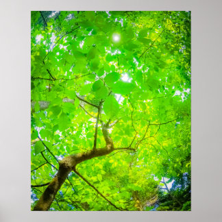 Póster Doscubierta Verde de Karuizawa