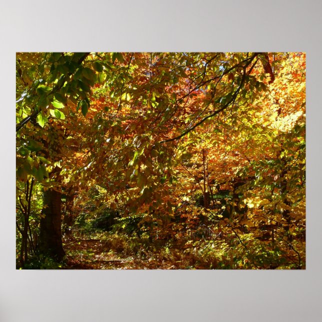 Póster Dosel de Hojas de Otoño II Fotografía de Otoño Ama (Frente)