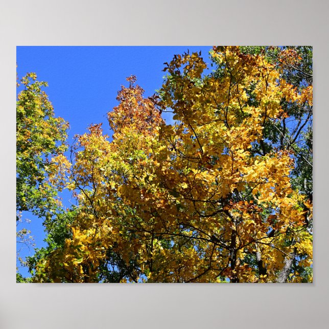 Póster Dosel de otoño, Massanutten (Frente)