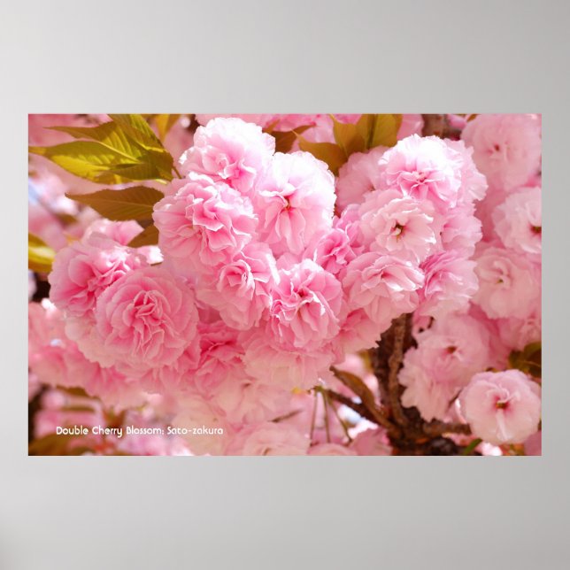 Póster Double Cherry Blossom: Sato-zakura (Frente)