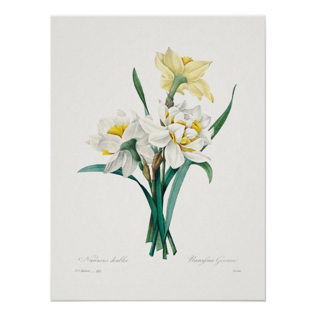 Póster Double Daffodil,  Pierre-Joseph Redouté, 1827 (Anverso)
