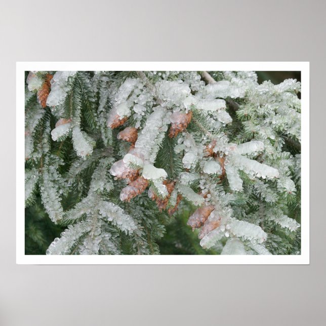 Póster Douglas Fir cubierta de hielo (Frente)