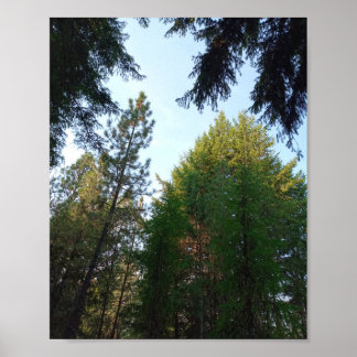 Póster Douglas fir y poster de pinos