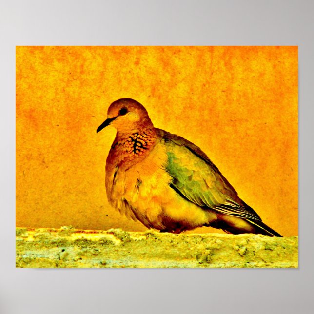 Póster Dove Beauty (Frente)