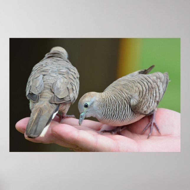 Póster Dove Birds Kauai Hawaii (Frente)