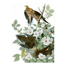Dove de luto, Bella Artes John James Audubon