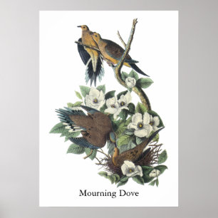Póster Dove de luto, John Audubon