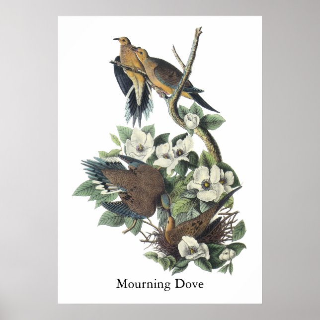 Póster Dove de luto, John Audubon (Frente)