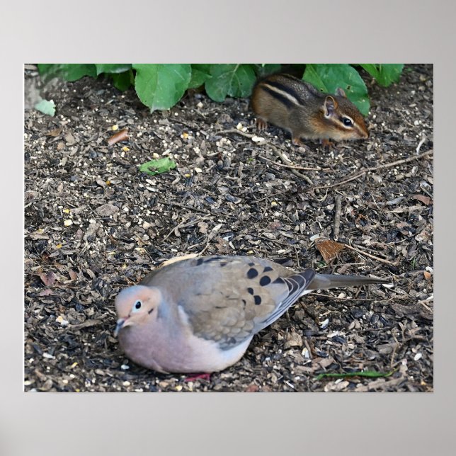 Póster Dove de luto y Poster de Chipmunk (Frente)