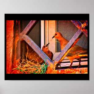 Póster Dove Romance