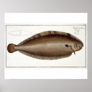 Póster Dover Sole (Solea Solaea) plate XLV from 'Ichthyol