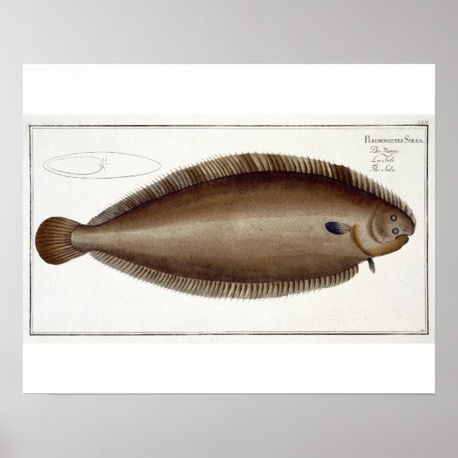Póster Dover Sole (Solea Solaea) plate XLV from 'Ichthyol (Frente)