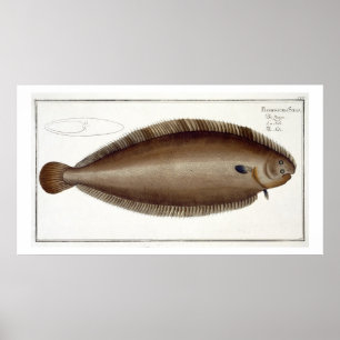 Póster Dover Sole (Solea Solaea) plate XLV from 'Ichthyol