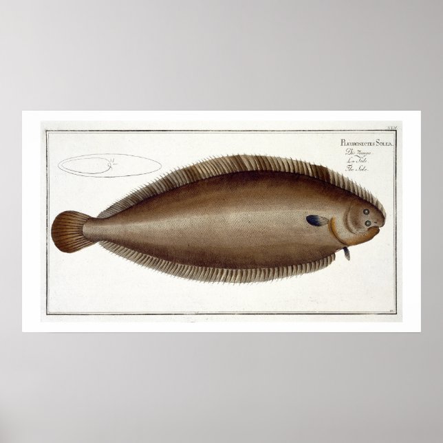 Póster Dover Sole (Solea Solaea) plate XLV from 'Ichthyol (Frente)