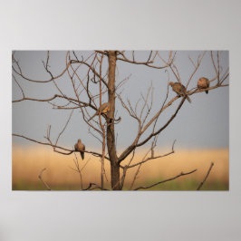Póster Doves de duelo en Poster de árbol
