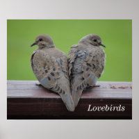 Doves de luto