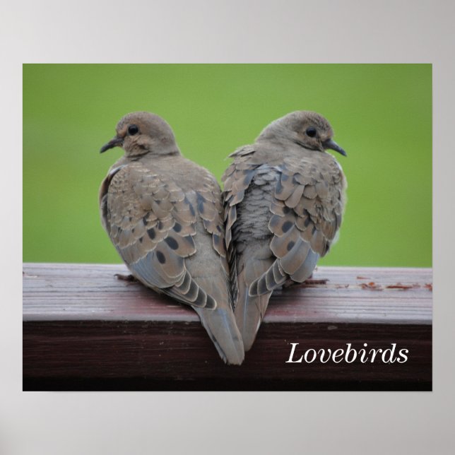 Póster Doves de luto (Frente)