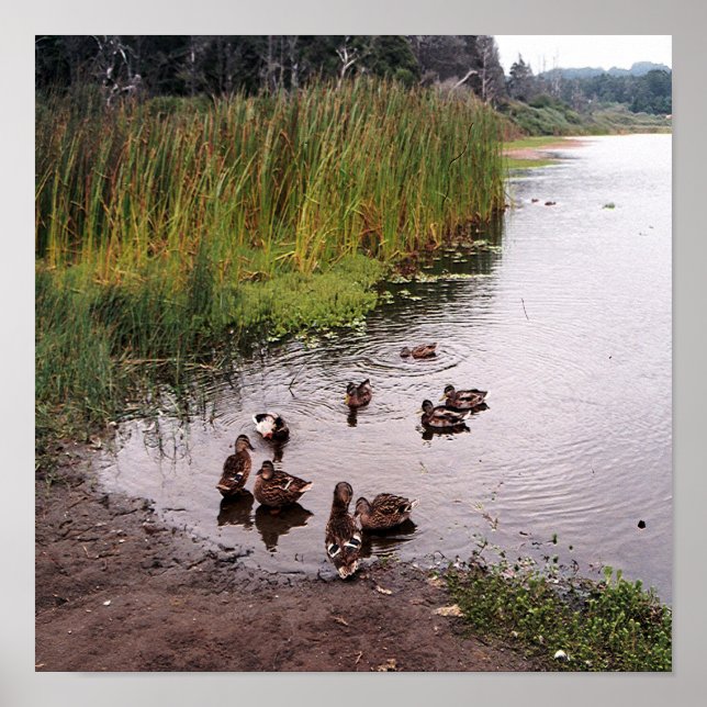 Póster Down at the swamp.... (Frente)